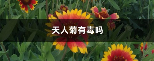 天人菊有毒吗