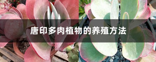 唐印多肉植物的养殖方法