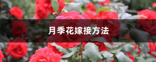 月季花嫁接方法