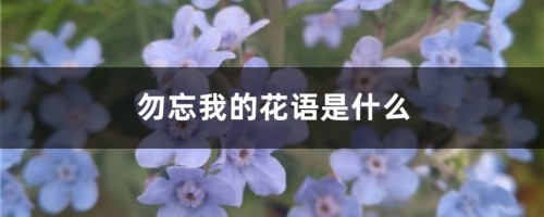 勿忘我的花语是什么