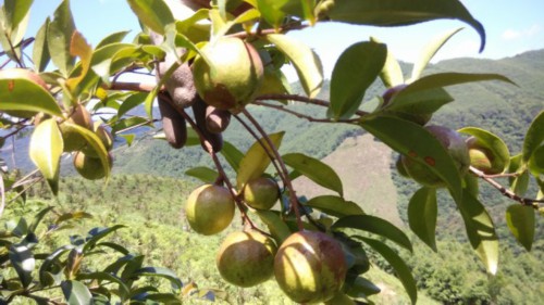 油茶树适合哪种种植